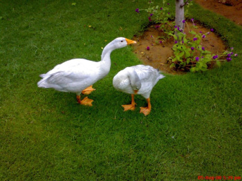 1 RK Farm House for Sale in Sohna, Gurgaon