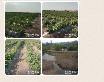 29 Acre Agricultural/Farm Land for Sale in Akluj, Solapur