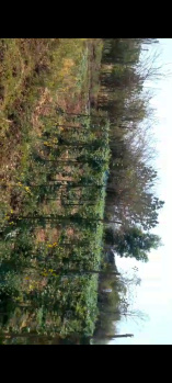 Commercial Lands /Inst. Land for Sale in Nagaon, Raigad (129 Guntha)