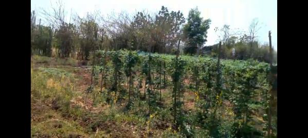 Commercial Lands /Inst. Land for Sale in Nagaon, Raigad (129 Guntha)