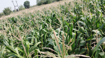 Agricultural/Farm Land for Sale in Jamkhed Road, Ahmednagar (4.7 Acre)