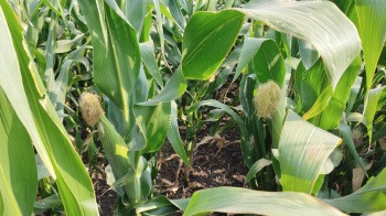 Property for sale in Jamkhed Road, Ahmednagar