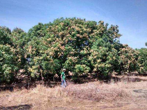 Agriculture Land For Sale In Devgad Village,Sindhudurg