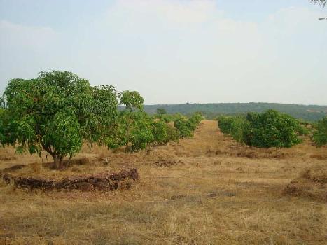 Agriculture Land For Sale In Devgad Village,Sindhudurg