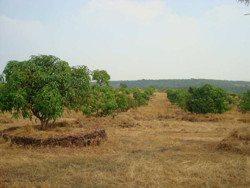 Agriculture Land For Sale In Devgad Village,Sindhudurg