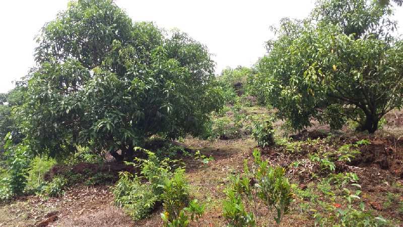 Farm Land For Sale In Kuvale Village , Devgad, Sindhudurg