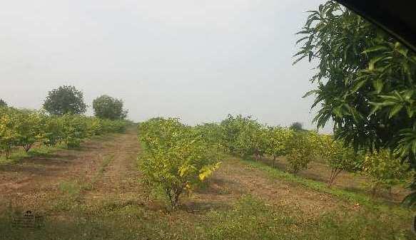 4 Acre Agricultural/Farm Land for Sale in Jamkhed Road, Ahmednagar