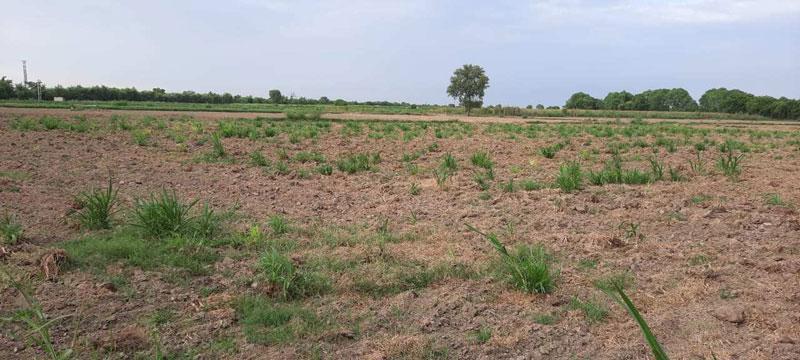 1220 Sq. Yards Agricultural/Farm Land for Sale in Arya Nagar, Hisar