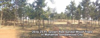 100 Sq. Yards Residential Plot for Sale in Shadnagar, Hyderabad