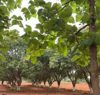 Residential Plot for Sale in Moinabad, Hyderabad (3 Acre)