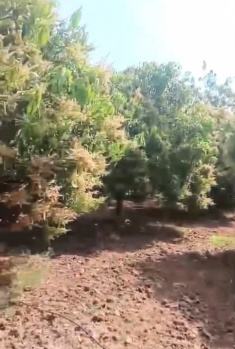 Agricultural/Farm Land for Sale in Kodangal, Vikarabad (71 Guntha)