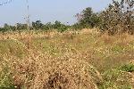 Agricultural Land for sale at Raigad