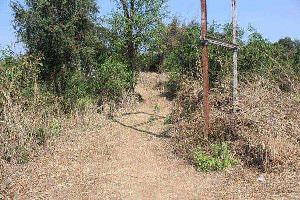 Agricultural Land for sale at Raigad