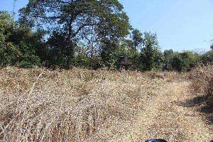 Agricultural Land for sale at Raigad
