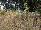 Agricultural Land for sale at Raigad