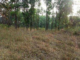 Agricultural Land for sale at Raigad