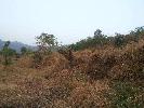 Agricultural/Farm Land for Sale in Shrivardhan, Raigad