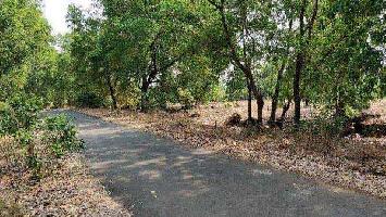 Agricultural/Farm Land for Sale in Mangaon, Raigad
