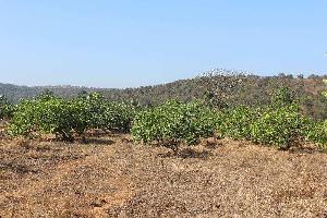 Agricultural/Farm Land for Sale in Mangaon, Raigad