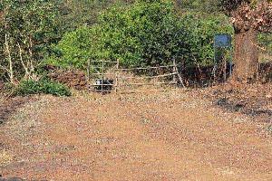 Agricultural/Farm Land for Sale in Mangaon, Raigad