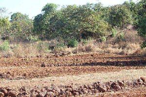 Agricultural/Farm Land for Sale in Mangaon, Raigad