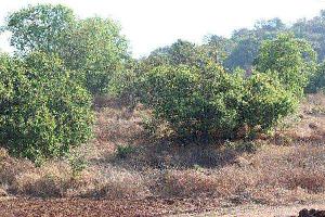 Agricultural/Farm Land for Sale in Mangaon, Raigad