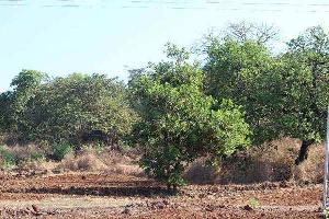 Agricultural/Farm Land for Sale in Mangaon, Raigad