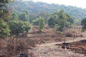 Agricultural/Farm Land for Sale in Mangaon, Raigad