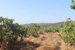 Agricultural/Farm Land for Sale in Mangaon, Raigad