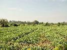 Residential Plot for Sale in Mangaon, Raigad
