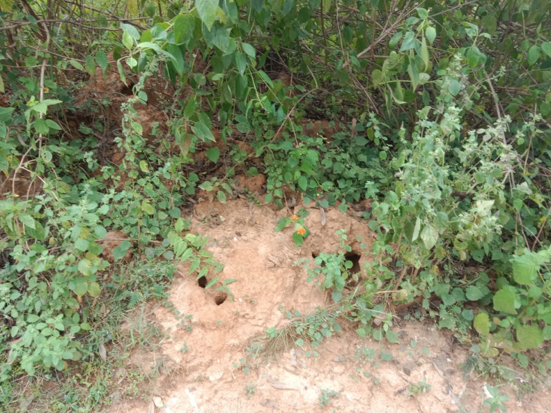 Agricultural/Farm Land For Sale In Khalesar, Umaria (70 Acre)