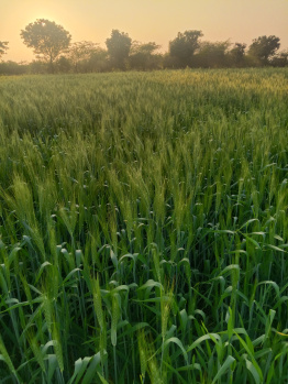 Commercial Lands /Inst. Land for Sale in Khalesar, Umaria (10000 Sq.ft.)