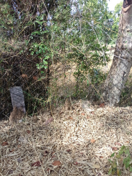 Property for sale in Khalesar, Umaria