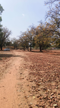 10 Acre Agricultural/Farm Land for Sale in Beohari, Shahdol