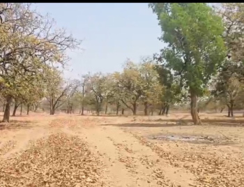 10 Acre Agricultural/Farm Land for Sale in Beohari, Shahdol