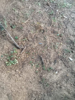 Property for sale in Bandhavgarh National Park, Umaria