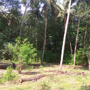 5 Cent Residential Plot for Sale in Kuzhalmannam, Palakkad