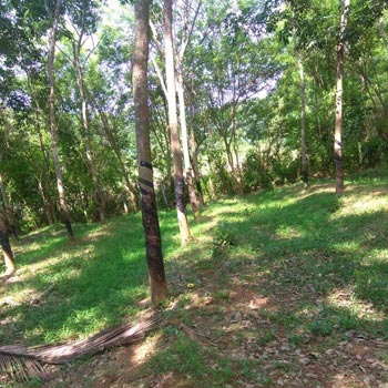5.25 Cent Residential Plot for Sale in Kuzhalmannam, Palakkad