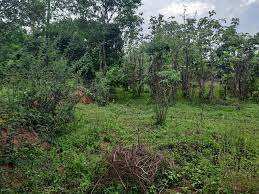 11 Cent Residential Plot for Sale in Kunathurmedu, Palakkad