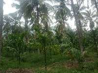 11 Cent Residential Plot for Sale in Kuzhalmannam, Palakkad