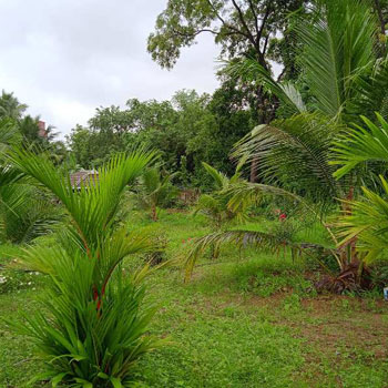 7 Cent Residential Plot for Sale in Chittur, Palakkad