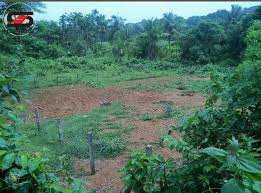 70 Cent Commercial Lands /Inst. Land for Sale in Chittur, Palakkad