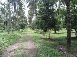 79 Cent Residential Plot for Sale in Kozhinjampara, Palakkad