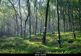 24 Acre Agricultural/Farm Land for Sale in Vadakkencherry, Palakkad
