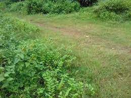 13 Cent Residential Plot for Sale in Velanthavalam, Palakkad