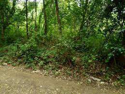 5 Cent Commercial Lands /Inst. Land for Sale in Elappully, Palakkad