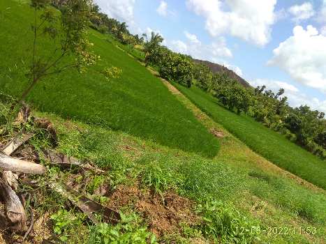 5 Acre Agricultural/Farm Land for Sale in Kozhinjampara, Palakkad