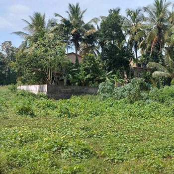 2.5 Acre Agricultural/Farm Land for Sale in Kollengode, Palakkad
