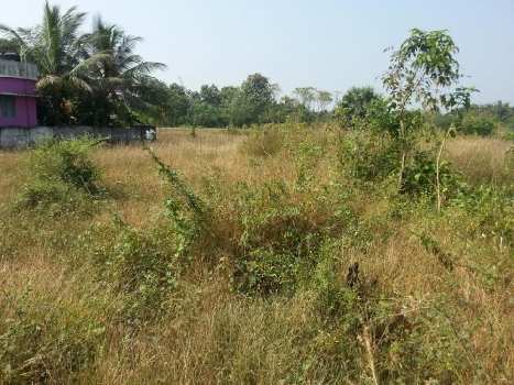 11 Cent Residential Plot for Sale in Vadakkencherry, Palakkad