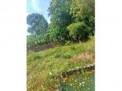 40 Cent Residential Plot for Sale in Kuzhalmannam, Palakkad